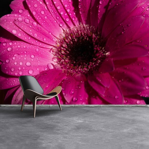 Carta da parati Purple Gerbera 104x70 cm