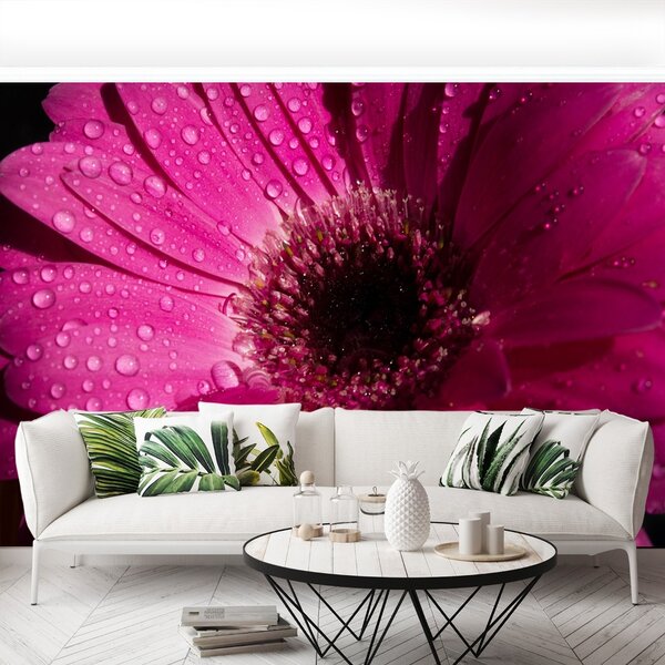 Carta da parati Purple Gerbera 104x70 cm