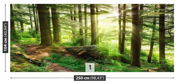 Carta da parati Foresta nebbiosa 104x70 cm
