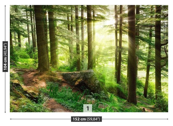 Carta da parati Foresta nebbiosa 104x70 cm