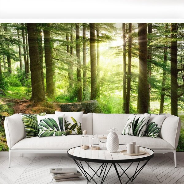 Carta da parati Foresta nebbiosa 104x70 cm
