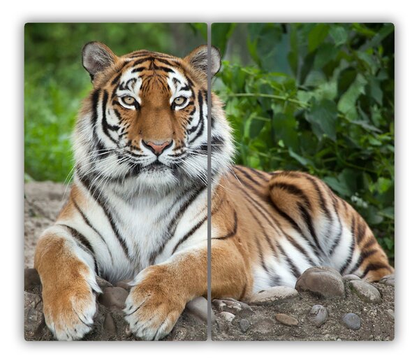 Tagliere in vetro Tigre siberiana 60x52 cm