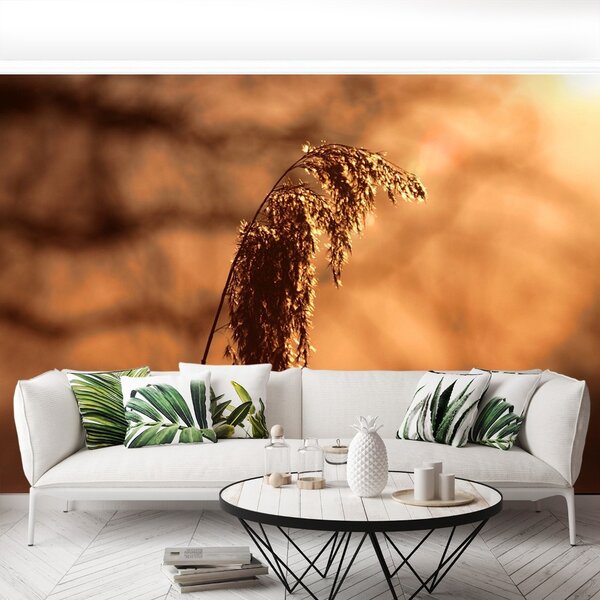 Carta da parati Canna 104x70 cm