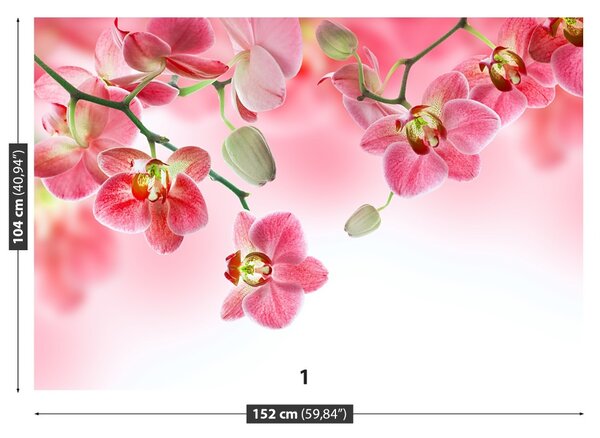 Carta da parati Orchidee tropicali 104x70 cm