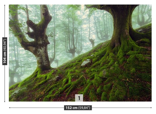 Carta da parati Foresta di faggio 104x70 cm