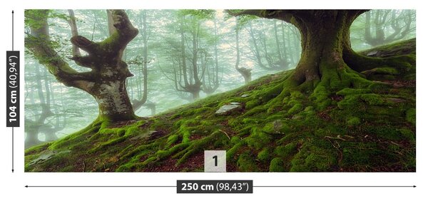 Carta da parati Foresta di faggio 104x70 cm