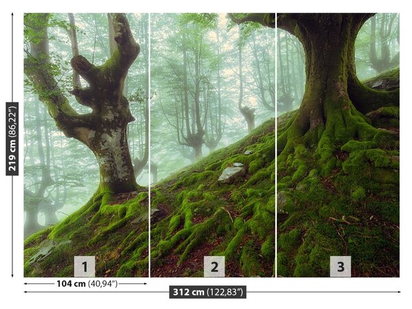 Carta da parati Foresta di faggio 104x70 cm