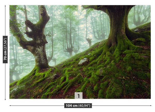 Carta da parati Foresta di faggio 104x70 cm
