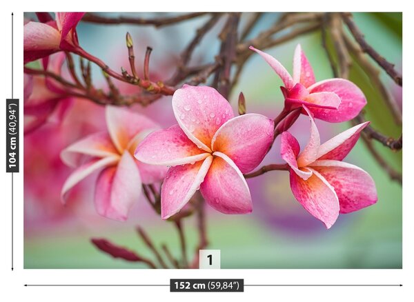 Carta da parati Frangipani Pink 104x70 cm