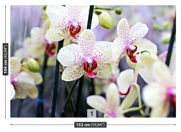 Carta da parati Fiori di orchidea 104x70 cm
