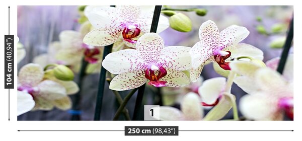Carta da parati Fiori di orchidea 104x70 cm