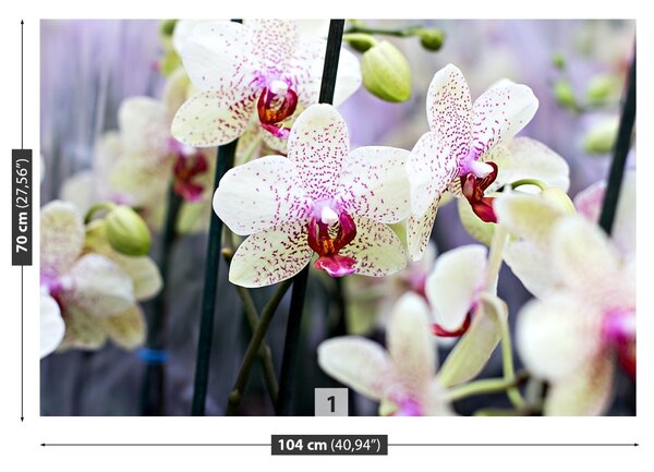 Carta da parati Fiori di orchidea 104x70 cm