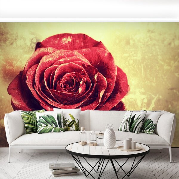 Carta da parati Rosa rossa 104x70 cm