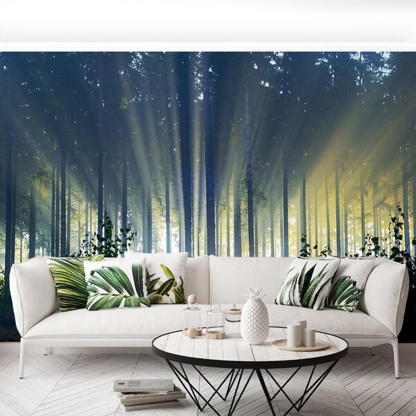 Carta da parati Foresta di abete 104x70 cm
