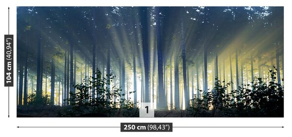 Carta da parati Foresta di abete 104x70 cm