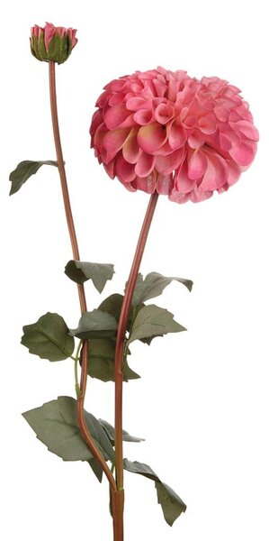 Dalia rosa