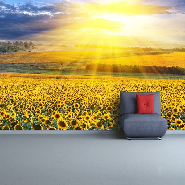 Carta da parati Campo di girasole 104x70 cm
