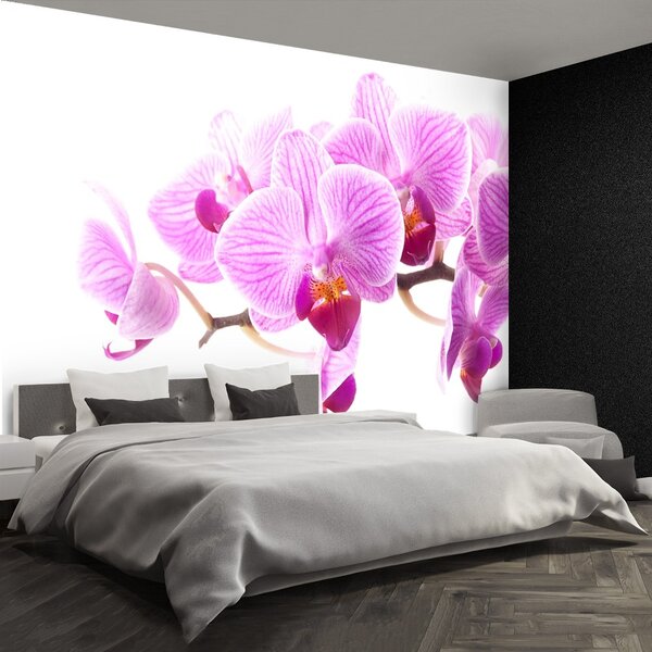 Carta da parati Orchidea rosa 104x70 cm