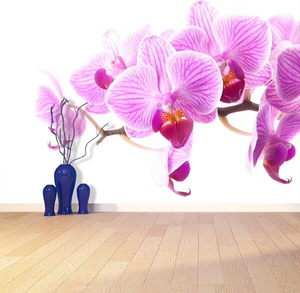 Carta da parati Orchidea rosa 104x70 cm