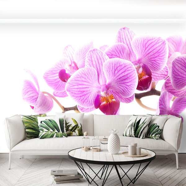 Carta da parati Orchidea rosa 104x70 cm