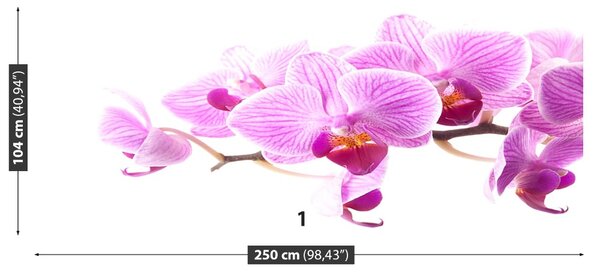 Carta da parati Orchidea rosa 104x70 cm