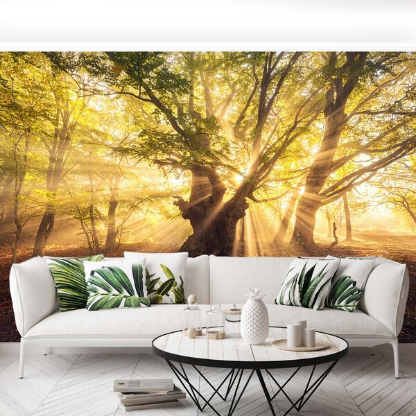 Carta da parati Vecchio albero 104x70 cm
