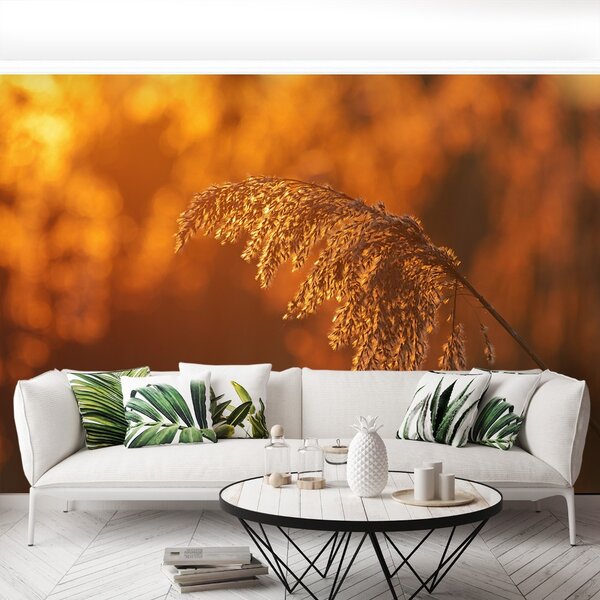 Carta da parati Reed arancione 104x70 cm