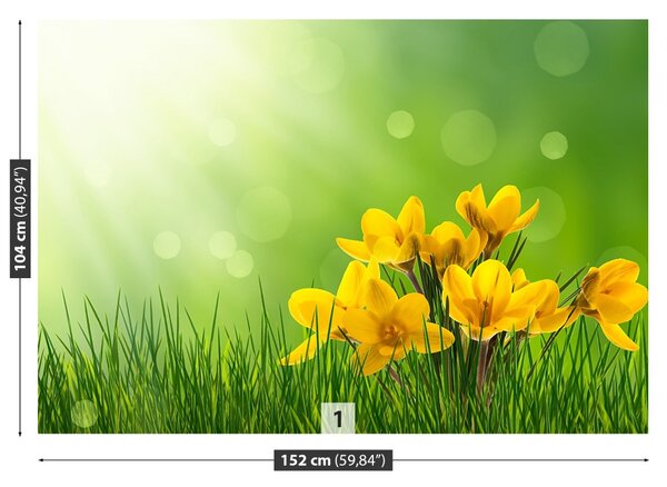 Carta da parati Crocus verdi 104x70 cm