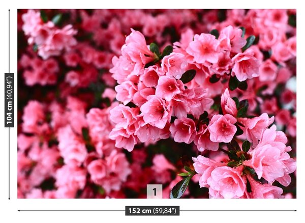 Carta da parati Rhododendron rosa 104x70 cm