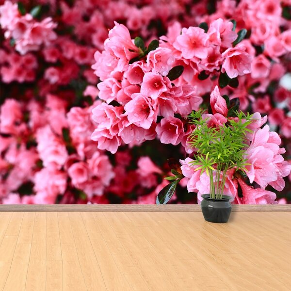 Carta da parati Rhododendron rosa 104x70 cm