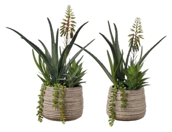 Composizione piante grasse - set 2 pz