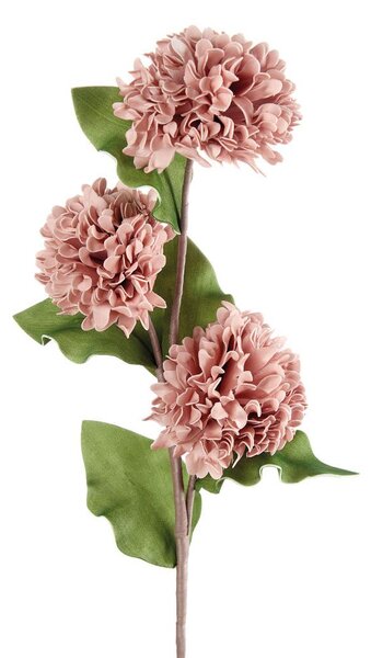 Dalia rosa antico