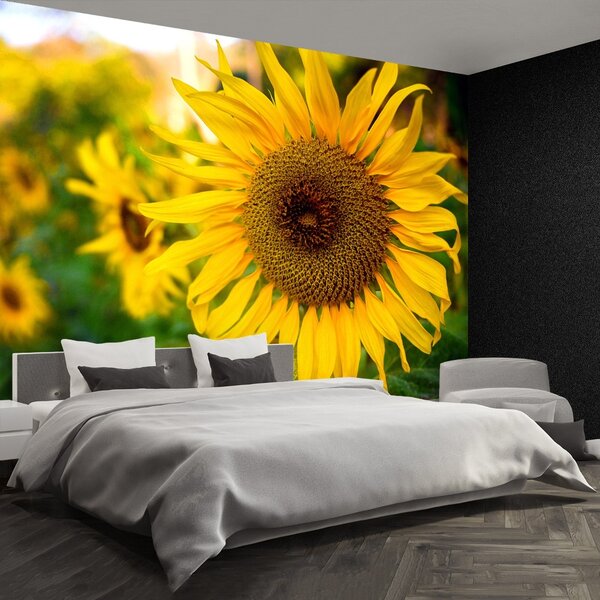 Carta da parati Girasoli gialli 104x70 cm