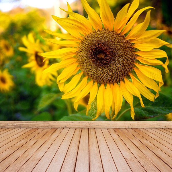 Carta da parati Girasoli gialli 104x70 cm