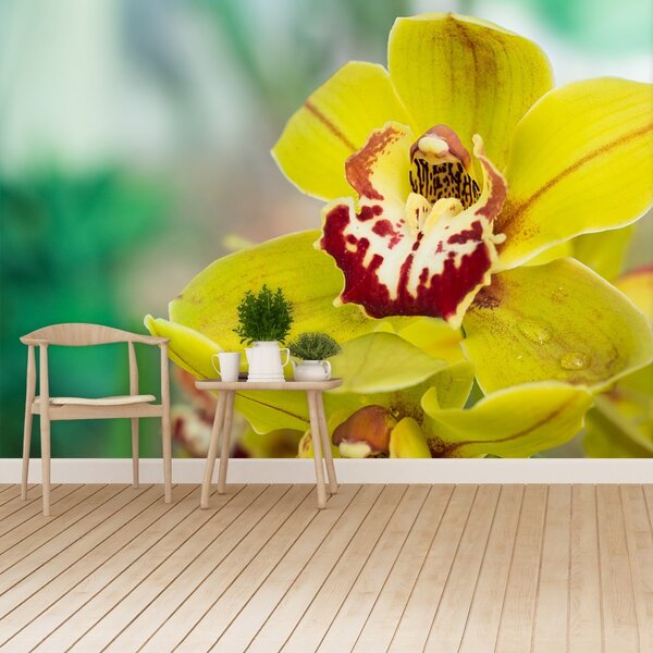 Carta da parati Orchidea gialla 104x70 cm