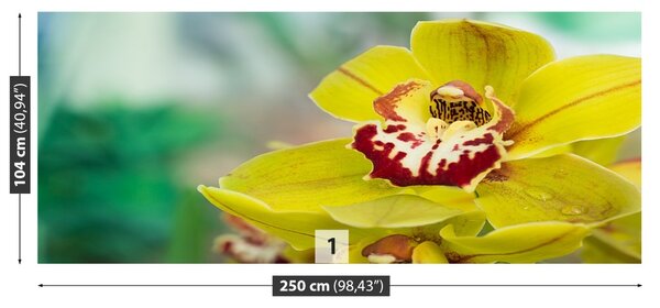 Carta da parati Orchidea gialla 104x70 cm