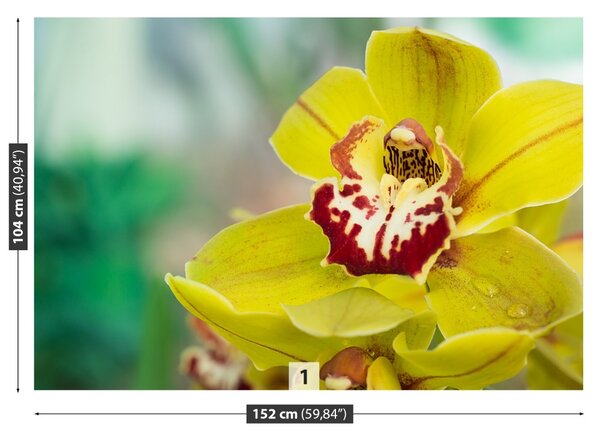 Carta da parati Orchidea gialla 104x70 cm