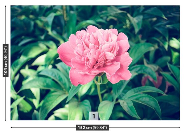 Carta da parati Peonie rosa 104x70 cm