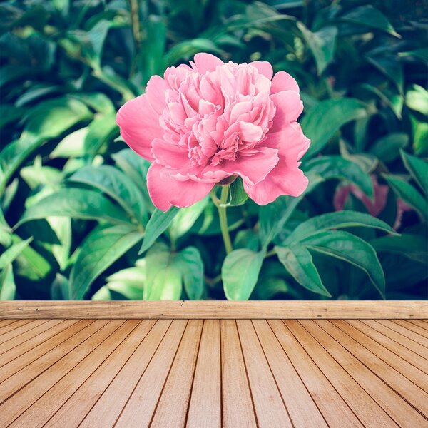 Carta da parati Peonie rosa 104x70 cm