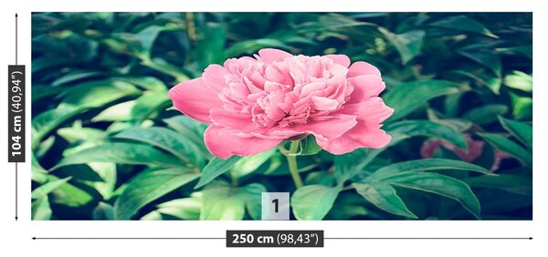 Carta da parati Peonie rosa 104x70 cm