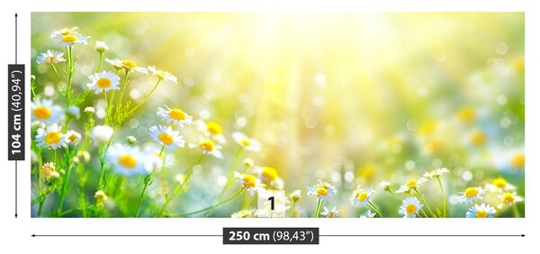 Carta da parati Fiori di camomilla 104x70 cm