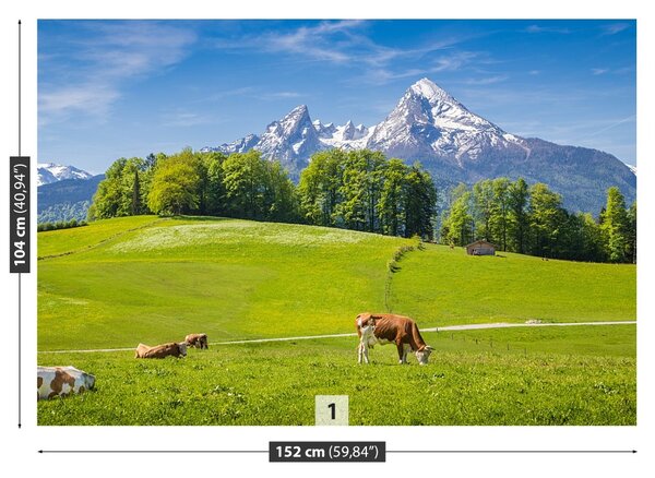Carta da parati Alpi mucche 104x70 cm