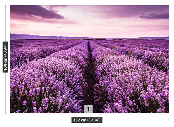 Carta da parati Una lavanda in fiore 104x70 cm