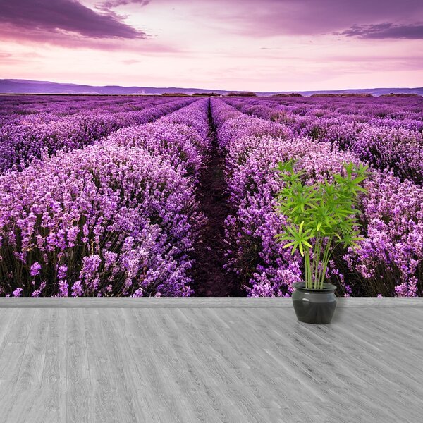 Carta da parati Una lavanda in fiore 104x70 cm