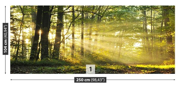 Carta da parati Foresta in autunno 104x70 cm