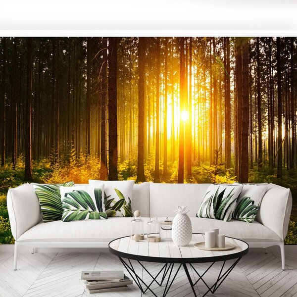 Carta da parati Foresta del sole 104x70 cm