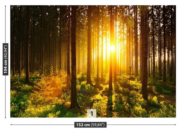Carta da parati Foresta del sole 104x70 cm