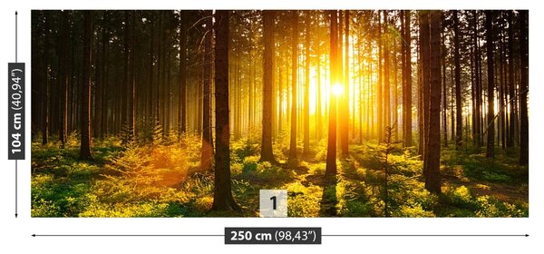 Carta da parati Foresta del sole 104x70 cm