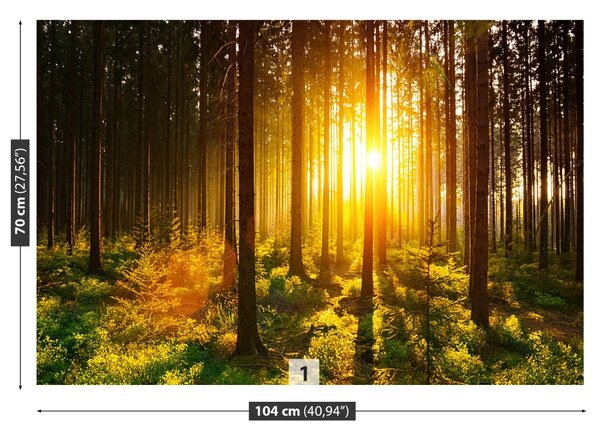Carta da parati Foresta del sole 104x70 cm