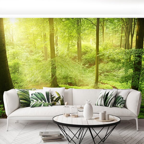 Carta da parati Foresta nebbiosa 104x70 cm